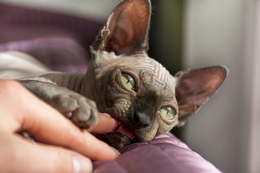 This Is What You Should Know About Cat Bite Injuries